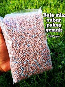 Baja paksa gemuk subur  dan paksa buah1 kg
