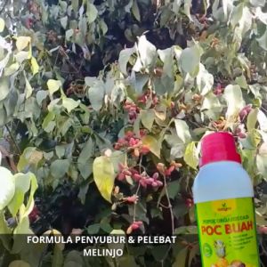 Pupuk Pelebat Buah Melinjo / Pupuk Melinjo / Obat penyubur dan Pelebat Buah Melinjo Pupuk Organik
