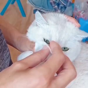 Pet Wipes Cat Dog Ear Eye Wet Wipe Tissue 130s Tear Stain Ear Mite Cleaning Dirt Remover Tisu Basah Kucing Pembersih Mata Telinga 宠物湿巾 猫狗泪痕湿纸巾