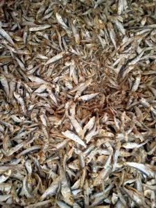 IKAN ASIN TERI LEMET