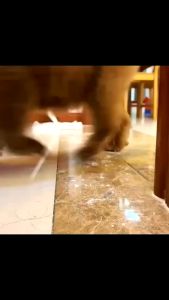 ไม้ถูพื้น🧹120CM ใช้แล้วทิ้ง ไม้ม๊อบ กระดาษเปียก/กระดาษแห้ง lazy mop ไม้ม็อบดันฝุ่น ลูกกลิ้งเก็บฝุ่น แบบเเห้ง ผ้ารีฟิลถูพื้น