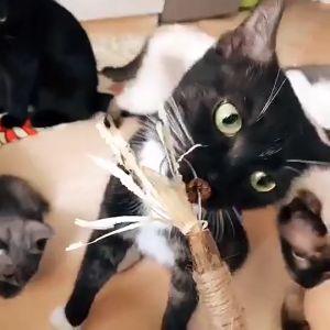 Cat Toy Cat Teething Stick Kitten Bite Toy Wood Celestial Rope Toy Teeth Chew Stick Cleaning Toys 咀嚼棒