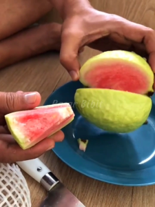 Bibit Jambu Kristal Merah Unggul Bibit Tanaman Luar Ruangan Tanaman Hias Produktif - Lazada