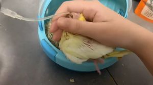 สายป้อนลูกนก สายป้อนอาหารลูกนก เหมาะกับนกขนาดเล็ก อุปกรณ์ป้อนนก