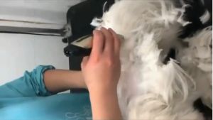 COD NICREW Alat Cukur Elektrik Bulu Hewan Grooming Hair Clipper Adjustable NC4