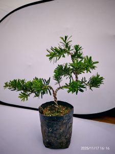 No.67 Costaris Podocarpus Bonsai Plant造型金钻罗汉松