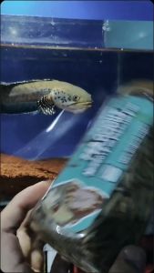Makanan Pakan Ikan Predator Ferocious Maggot BSF Channa Arapaima Oscar Datnoid Peacock Bass IKANESIA