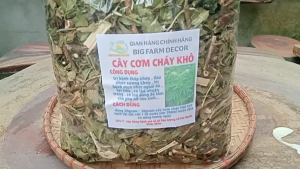 1kg cây cơm cháy sấy khô tặng 100g cỏ ngọt