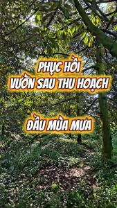 Phòng trị tuyến trùng và làm lành các vết thương do tuyến trùng gây hại ngăn ngừa sưng rễ thối rễ và vàng lá