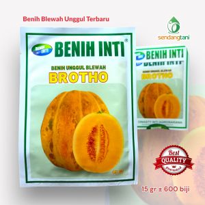 Benih Blewah BROTHO Bibit Unggul dari Benih Inti
