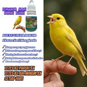Vit Kenari. Kicau Gacor Penggacor Alami Burung Kenari.