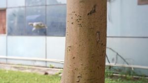 Vỏ Bảo Vệ Pin Neo Cho Máy Bay Không Người Lái DJI Hộp Bảo Vệ Chống Va Chạm Với Chân Đế Mở Rộng Tăng Khả Năng Tương Thích