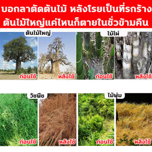 ต้นไม้ร้อยปี1วันรากเน่าเสีย ยาฆ่าตอต้นไม้ ยาฆ่าต้นไม้ เข้มข้นสุด ผงกำจัดต้นไม้ ฆ่าแรง ไม่ทำลายดิน ฉีดพ่นได้ ผงกำจัดกอไผ่ ยาฆ่าต้นไม้ใหญ้ กำจัดต้นไม้และไผ่ให้หมดจด กำจัดวัชพืช ป่าไผ่ ยากำจัดวัชพืช ยาฆ่าไม้ไผ่ ยากำจัดต้นไม้��