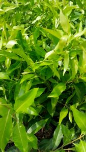 CÂY VỐI NẾPCÂY CHIẾT NHÁNH LOẠI LỚNCÂY VÔ CHẬU LỚN CAO 80cm đến 120cm cây trà vối