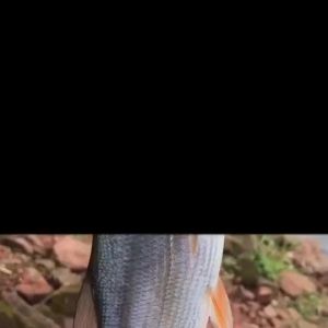 Umpan Palsu Umpan Tarikan Tenggelam Mikro Mino 5.5cm/5g  Umpan Palsu Mino Umpan Bionik M45