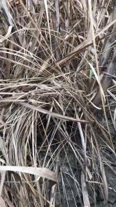 Herbisida Gempur 480SL 5 liter: Solusi Efektif untuk Pembasmian Rumput