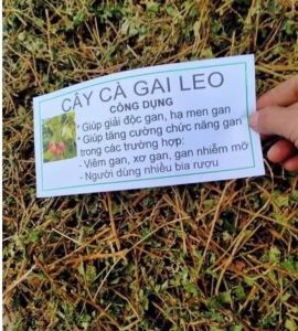 Cà gai leo hàng khô sạch loại 1