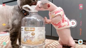 เลขบริเวณ 1000 ml ของ มิวเร่ น้ำดื่ม สุขภาพเพื่อน้องเเมว ของ ผู้สร้าง Nano Bio robot