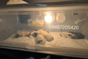 incubator for puppies and kittens