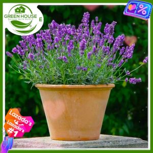 Green House® - Lavender Seeds for Planting (10 Seed) your own Herbal Flower Plants incl. Instruction Health Properties