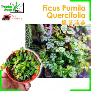 Ficus Pumila Quercifolia 楓葉薜荔 (Miniature Oakleaf Fig) - paludarium terrarium vivarium plant