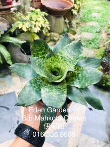 Vriesea Nova ( 積水风梨/bromeliad )