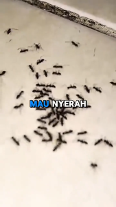 Olrait Home Care Spray Anti Semut Obat Pembasmi Semut & Sarang Semut Paling Ampuh Formula Aman 100%