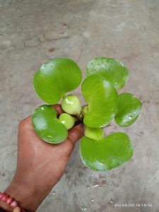 ECENG GONDOK MINI HIAS~TANAMAN AIR APUNG~TEMPAT BERTELUR IKAN~MURAH