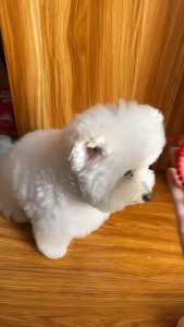 VÒNG CỔ CHUÔNG PHÚC CHO CHÓ MÈO
