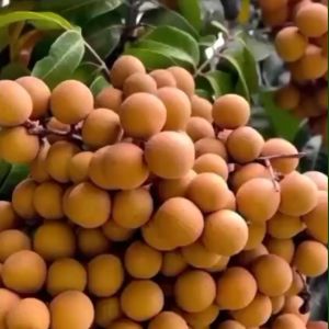 Bibit Buah Kelengkeng Itoh OKULASI siap tanam