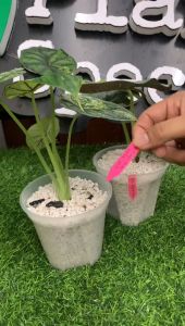 Plant Tags / Plant Marker / Plant Labels / Plastic High- Quality Multicolor Durable