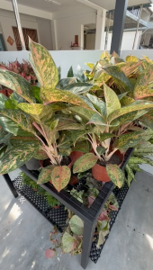 Aglaonema Donna Carmen Chinese Evergreen Indoor Plant with Pot