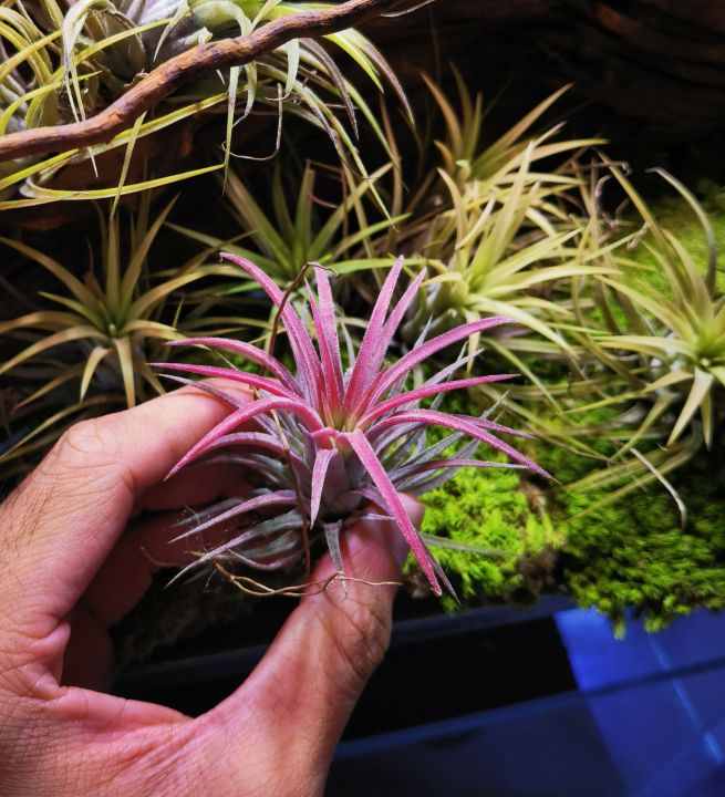 EXO TERRA MINI PALUDARIUM X-TALL GLASS REPTILE HABITAT TANK 30 X 30 X 60 CM