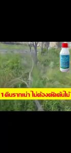 💥ราคาโรงงาน💥ยาฆ่าต้นไม้ใหญ เข้มข้นสุด 200ml 1ขวดเท่ากับ20ขวด ยาฆ่าตอต้นไม้ ตรงไปที่ราก รากเน่ารากตาย ยาฆ่าตอไม้ใหญ่ บอกลาการตัดต้นไม้ด้วยตนเอง ไม่เป็นอันตรายต่อดิน ยากำจัดต้นไม้ ยาฆ่าไผ่ ยากำจัดต้นไม้ใหญ่ สารกำจัดกอไผ่ สารกำจัดต้นไม้