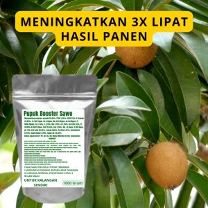 Pupuk Booster Sawo Pelebat Organik Cepat Berbuah Lebat Besar Anti Rontok Pembesar Sawo