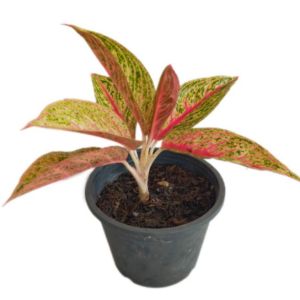 อโกลนีมา เลกาซี่แดง รวยล้นฟ้า ไม้มงคล สีสวยงาม กระถาง 5-6 นิ้ว ต้นสวยแข็งแรง รากแน่น