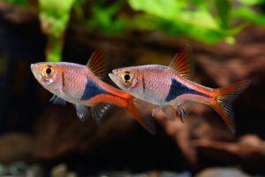Harlequin Rasbora/Ornamental fish/Freshwater/Readystock