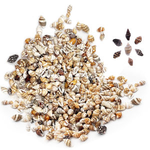 Bulk Mixed Natural Sea Shells - Various Sizes Conch & Nautilus for Beach Crafts Home Decor Wedding Party DIY