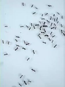 100 ปีไม่มีมด ยาฆ่ามด เหยื่อมด เจลกำจัดมด เจลฆ่ามด 24ชิ้น ใช้งานง่าย เพียงติดไว้ ตายยกรัง 100%ได้ผล รุ่นอัปเกรดใหม่ ปริมาณมาก