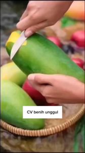 Bibit Mangga Kiojay Import Okulasi
