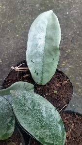 Hoya Nova Ghost / Hoya Silver Ghost - Hoya Carnosa Family