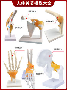 Mô Hình Giáo Dục Xương Khớp Cho Trẻ Em Từ 14 Tuổi Trở Lên Mô Hình Tĩnh Mạch Không Hoạt Động Đồ Chơi Giáo Dục Cho Trẻ Em
