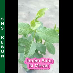 Pokok Jambu Batu Merah/Jambu Lohan Buah Besar/ Red Guava Live Plant Pokok Buah Hidup 番石榴树苗 Shs Kebun