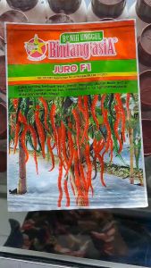 BENIH CABAI KERITING JURO F1 BINTANG ASIA