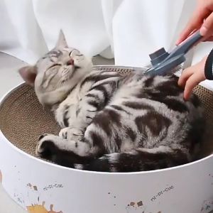 Stainless Steel Pet Hair Removal Comb | Cat Hair Comb | Dog Cat Hair Brush Hair Grooming Tool with Massage Head