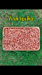 ถั่วลายเสือดิบแบบเมล็ด จังหวัดแม่ฮ่องสอน