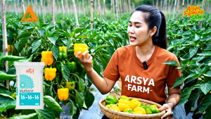Arsya Farming Shop Pupuk NPK Mutiara 16 16 16  1kg Pupuk Pertanian Repack 1Kg Pupuk Npk Untuk Tanaman Fertilizer Compound Mutiara Jaminan Penjual Pupuk - Lazada