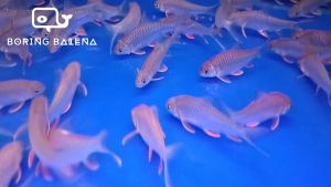 BRBN Lemon Fin Barb / Krai - Hypsibarbus Wetmorei - Ikan Kerai - Aquarium Freshwater Fish / Ikan Air Tawar