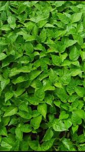 (10 Batang) Bibit Semai Cabe Rawit Merah Kaliber Kualitas Unggul Siap Tanam