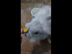 Rabbit and Small Pet Dried Pineapple 小宠凤梨干